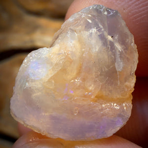 19.4cts - Opalised Shell Geological Specimen from South Australia