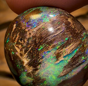 31.4cts - Top Queensland Boulder Wood Fossil Opal. Featured on “Outback Opal Hunters”! Celebrity Stone