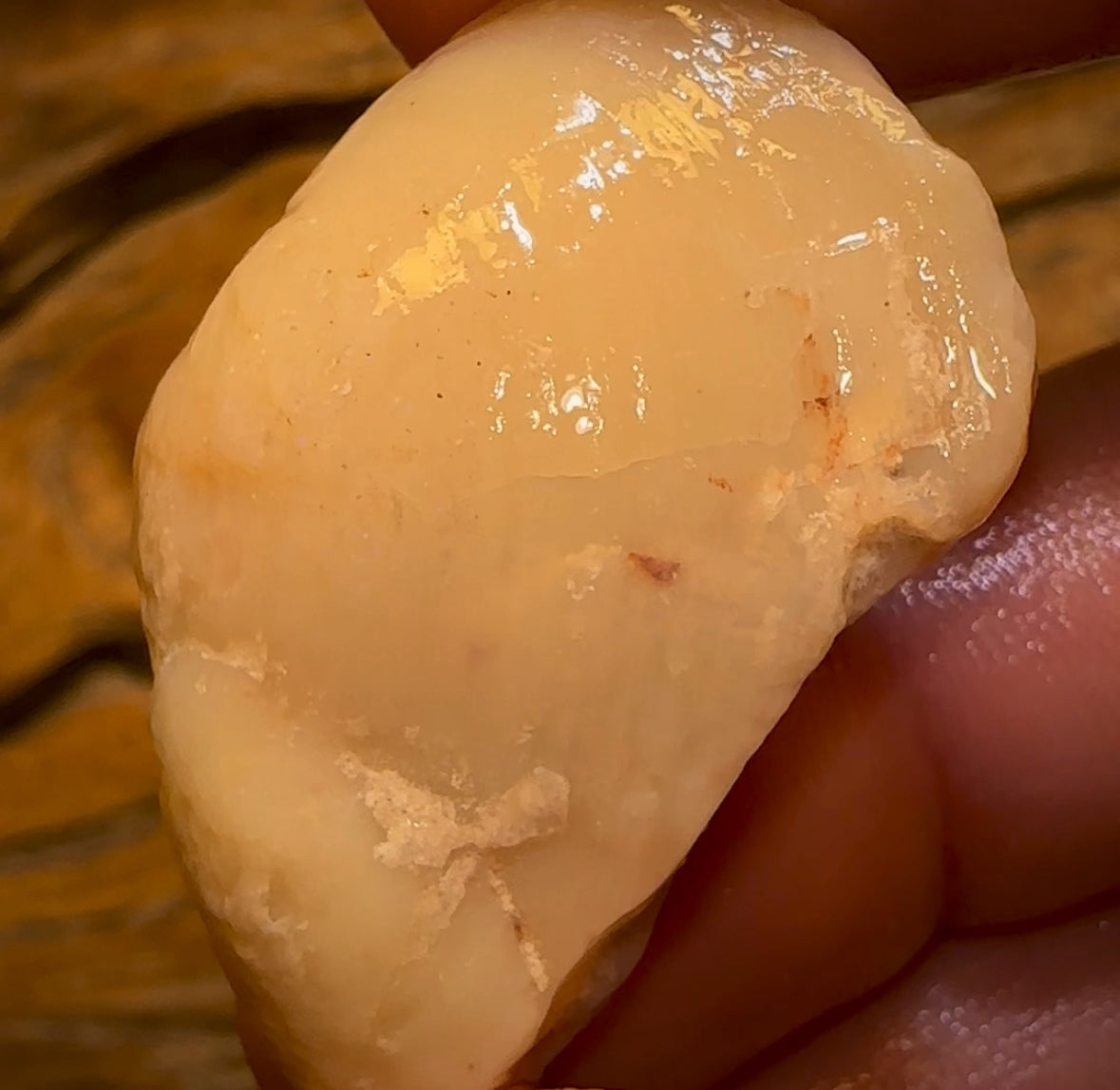 Auction Fall-Through = Your Gain! 🔥 Now More Than 50% Off RRP 🚨 59.1cts - Opalised Shell Rare Geological Specimen from South Australia