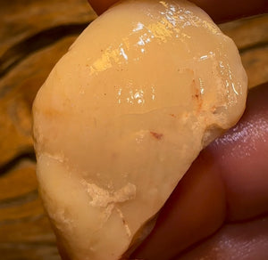 Auction Fall-Through = Your Gain! 🔥 Now More Than 50% Off RRP 🚨 59.1cts - Opalised Shell Rare Geological Specimen from South Australia