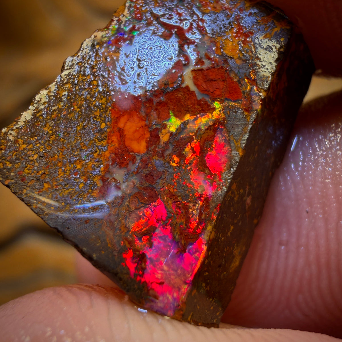 19.5cts - Super Rare Koroit Nut Opal Rub. Magenta Red!