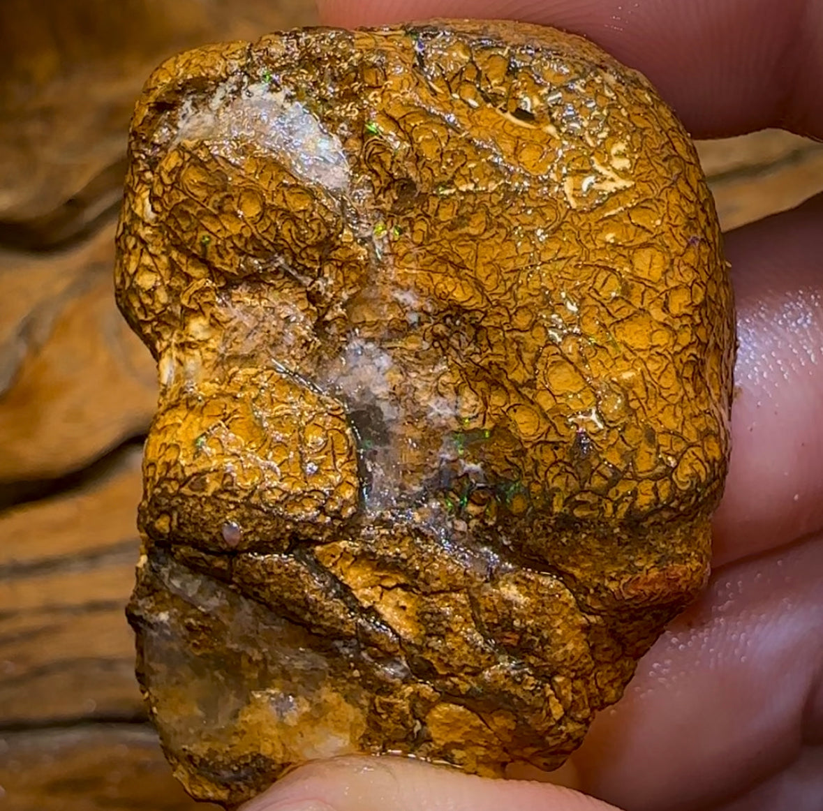 151.8cts - Unopened Yowah Nut Opal Rough Piece. Gamble Nut Showing Colour! - Opal Whisperers