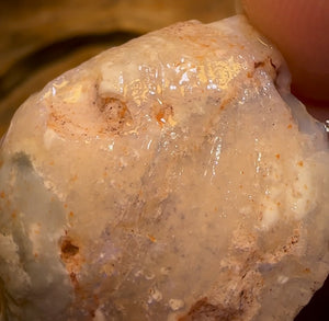 40.3cts - Opalised Shell Rare Geological Specimen from South Australia