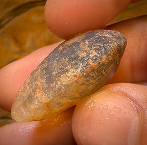 62.3cts - Opalised Shell Rare Geological Specimen from Lightning Ridge