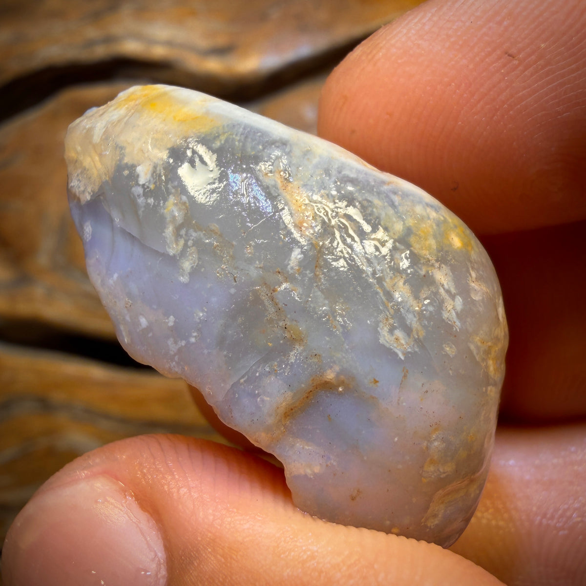 73.8cts - Opalised Shell Geological Specimen from South Australia. Featured on ‘Outback Opal Hunters’!