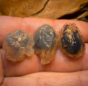 44.1cts - 3x Opalised Shell Geological Specimens from Lightning Ridge