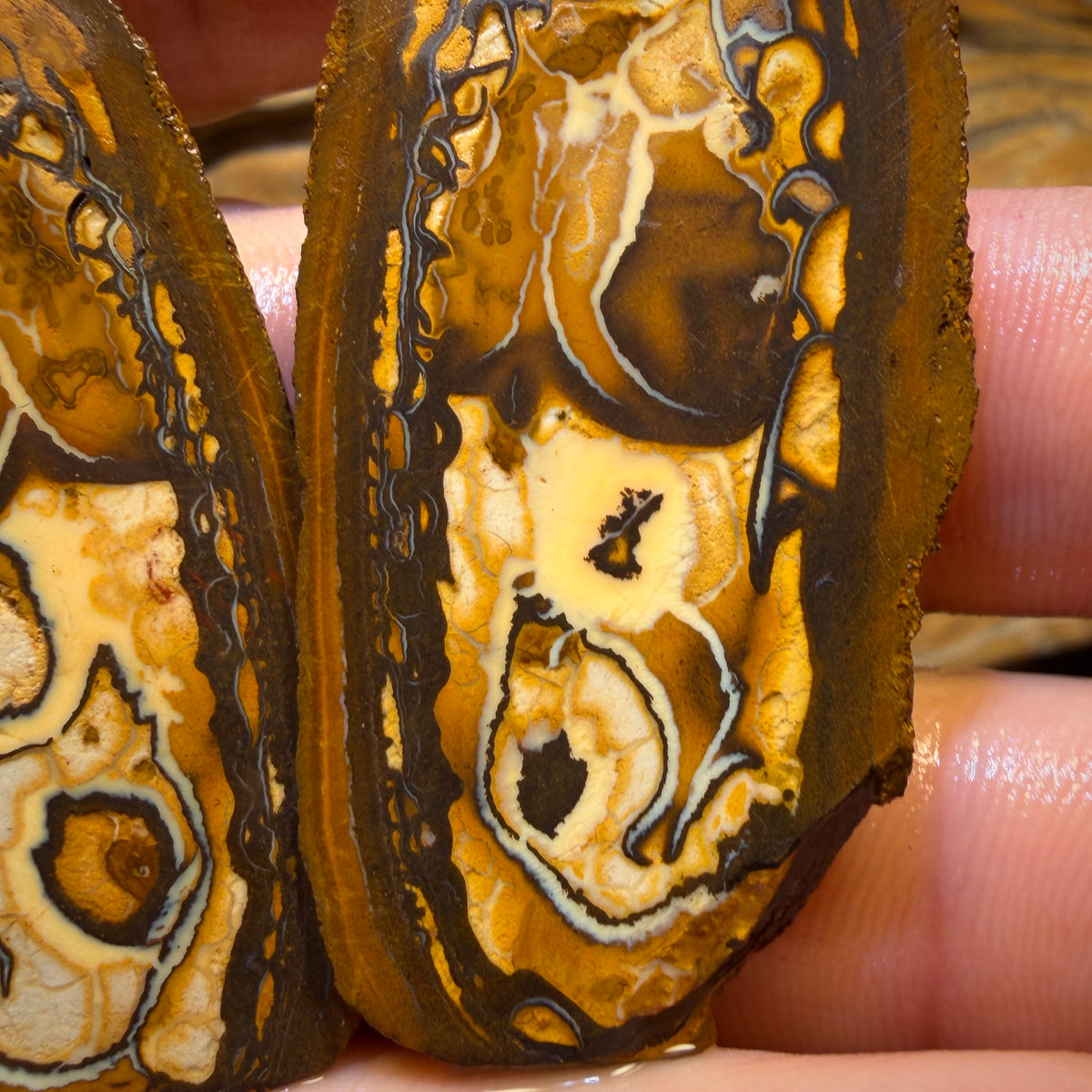 Bargain Card! 150.5cts - Yowah Nut Tribal Opal Rough Specimen Pair