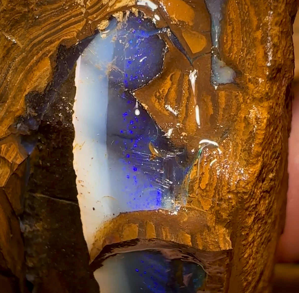 859cts - Pair of Queensland BoulderNatural Split Opal Rough Pieces