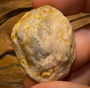 Auction Fall-Through = Your Gain! 🔥 Now More Than 50% Off RRP 🚨 74.5cts - Opalised Shell Rare Geological Specimen from South Australia Large and Well Preserved