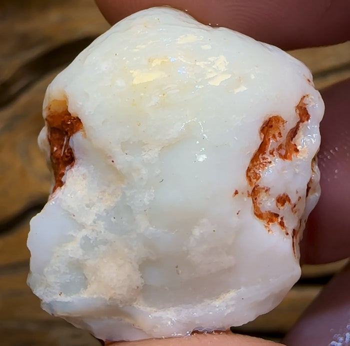 🔨 AUCTION 🔨 62.3cts - Opalised Shell Rare Geological Specimen from South Australia