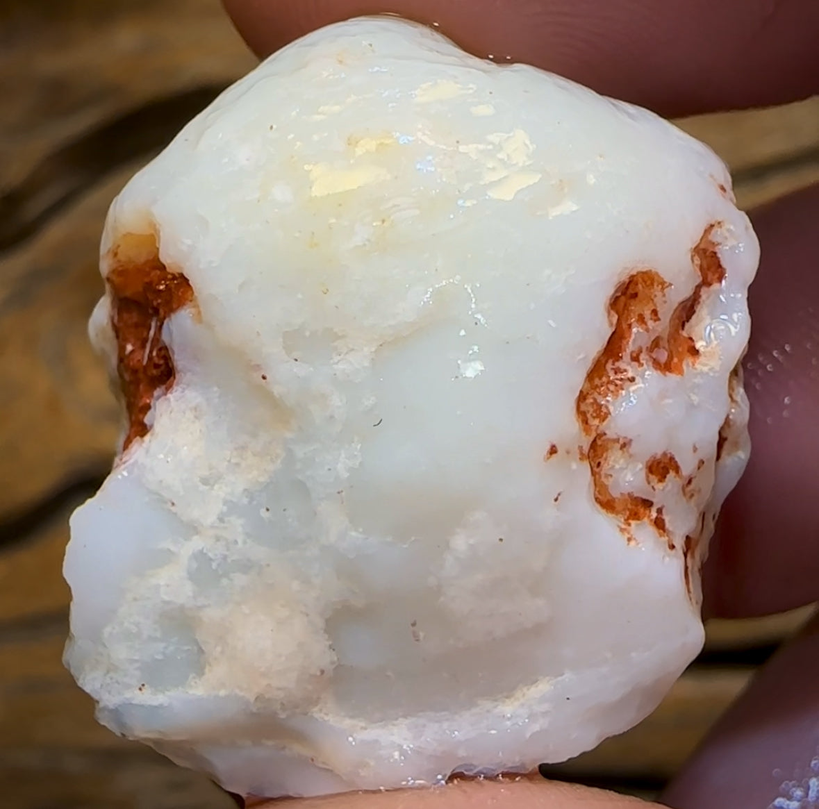 62.3cts - Opalised Shell Rare Geological Specimen from South Australia