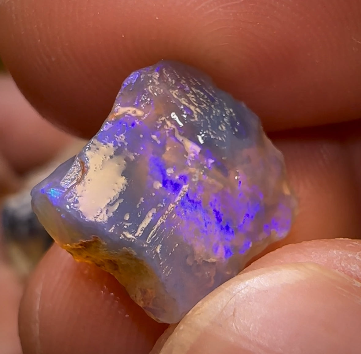 🔨 AUCTION 🔨 58.9cts - 12x Opalised Fossil Geological Specimens from Lightning Ridge