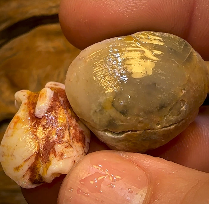 🔨 AUCTION 🔨 63.9cts - 2 for 1 Opalised Shell Rare Geological Specimen Set from South Australia