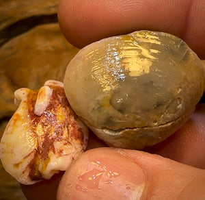 63.9cts - 2 for 1 Opalised Shell Rare Geological Specimen Set from South Australia