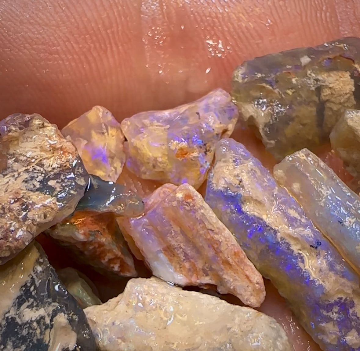 67.8cts - 15x Opalised Fossil Geological Specimens from Lightning Ridge