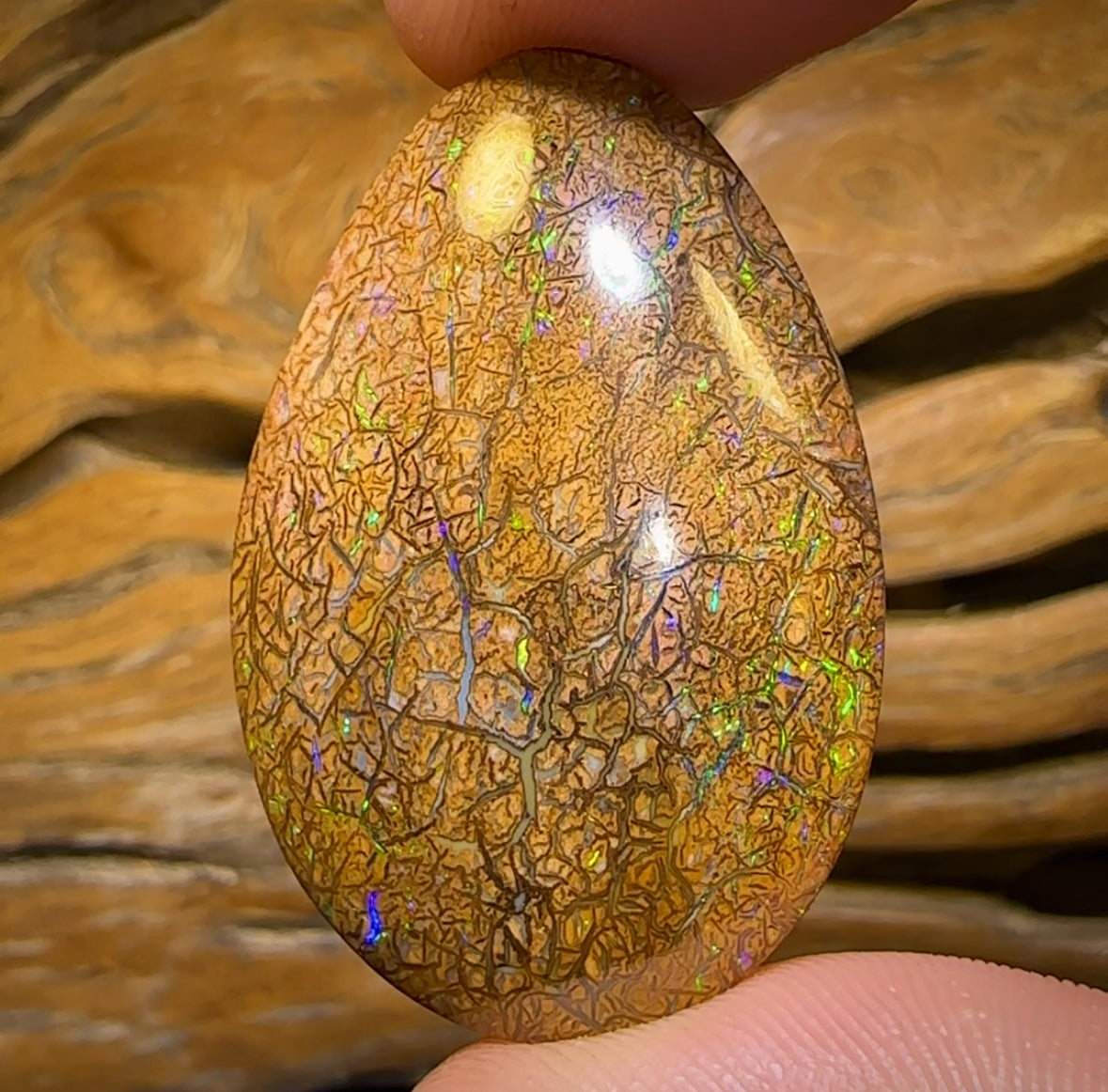 61.7cts - Tight Tan Tribal Yowah Nut Opal. Australian Opal