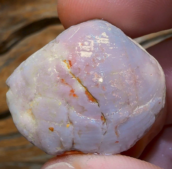 50,3 ct – Opalisierte Muschel, seltenes geologisches Exemplar aus Südaustralien, hervorragend erhaltene Form