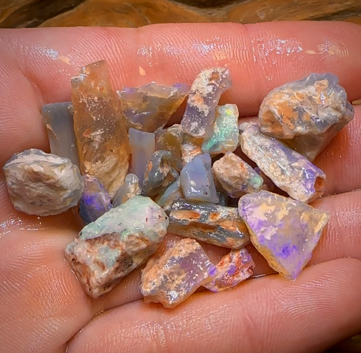 80.1cts - 24x Opalised Fossil Geological Specimens from Lightning Ridge
