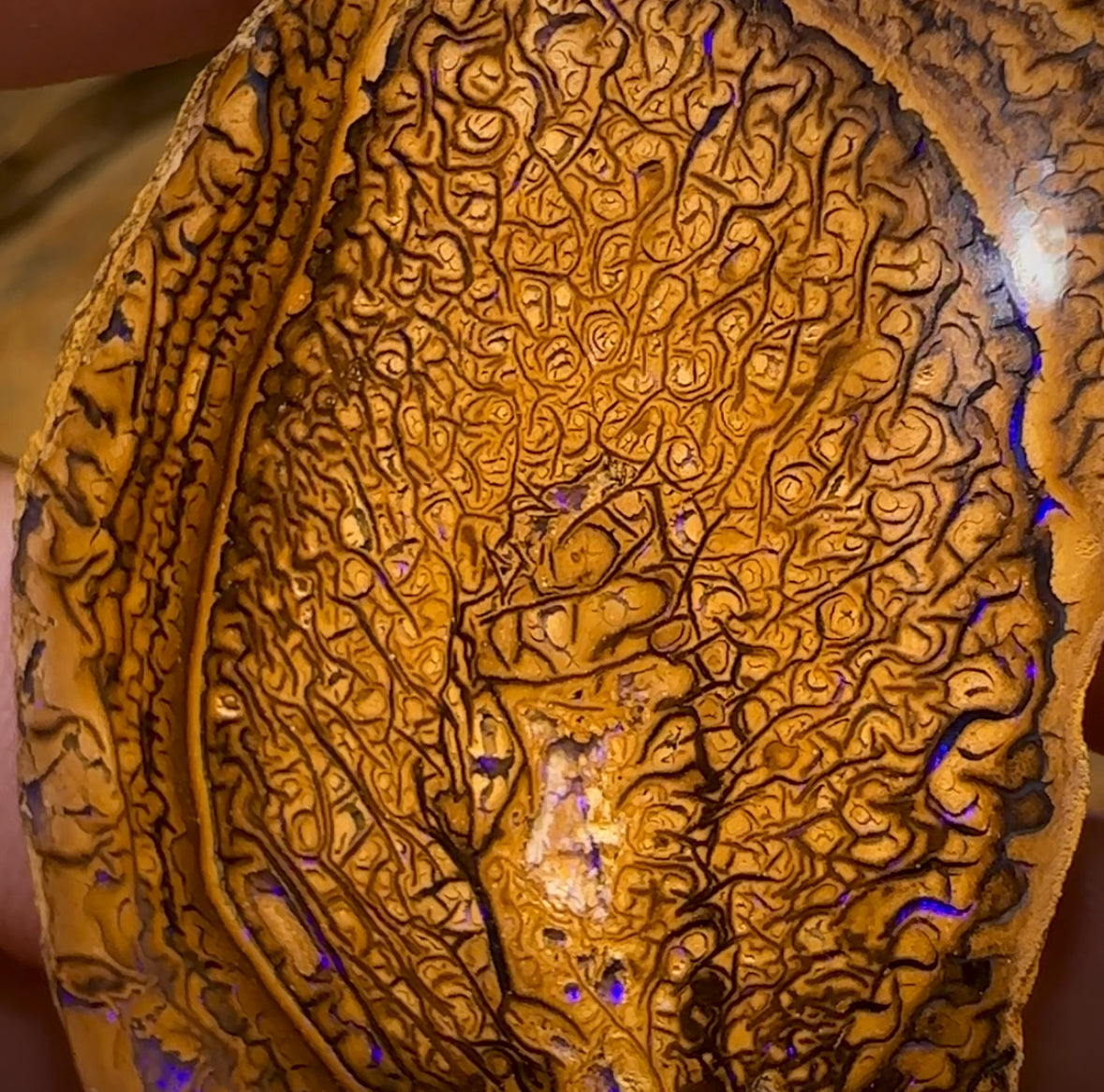 209.4cts - “Tribal Leaves” Yowah Nut Opal Polished Specimen Pair