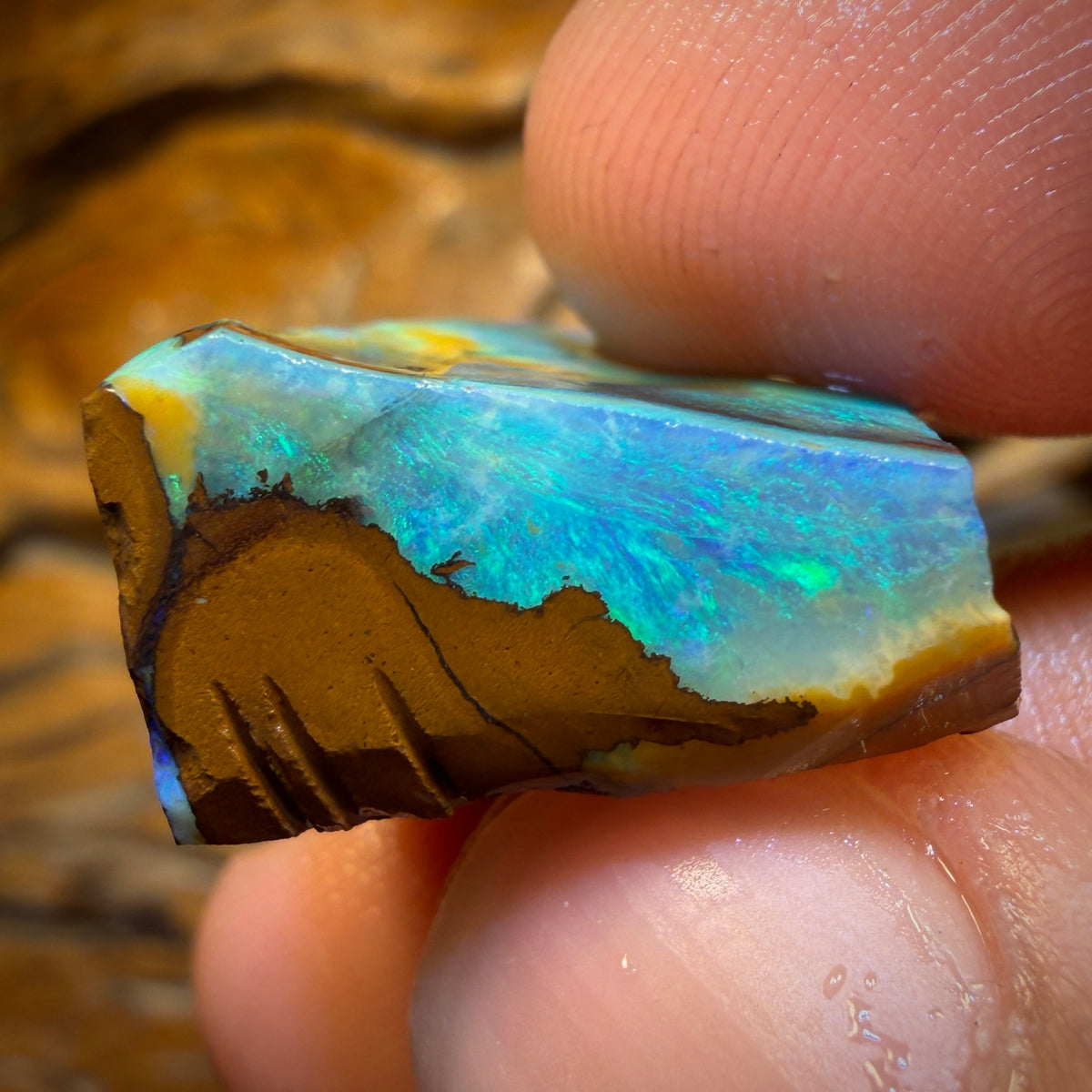 45.6cts - Queensland Boulder Seam Opal Rub
