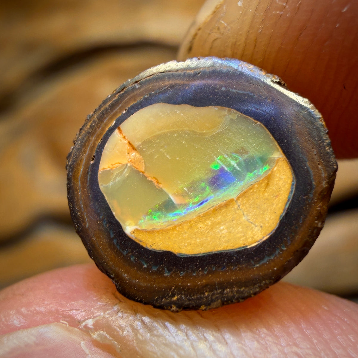 🔨 AUCTION 🔨 11.3cts - Yowah Nut Kernel Opal. Polished Specimen