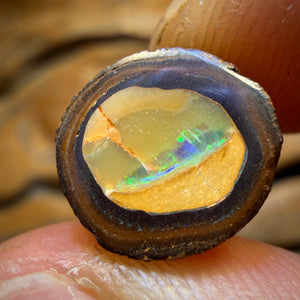 🔨 AUCTION 🔨 11.3cts - Yowah Nut Kernel Opal. Polished Specimen