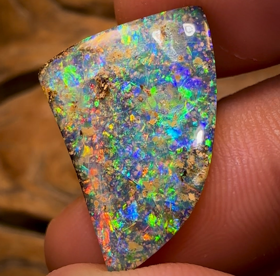 18.8cts - GEM Queensland Boulder Seam Opal. MULTICOLOURS! Banger