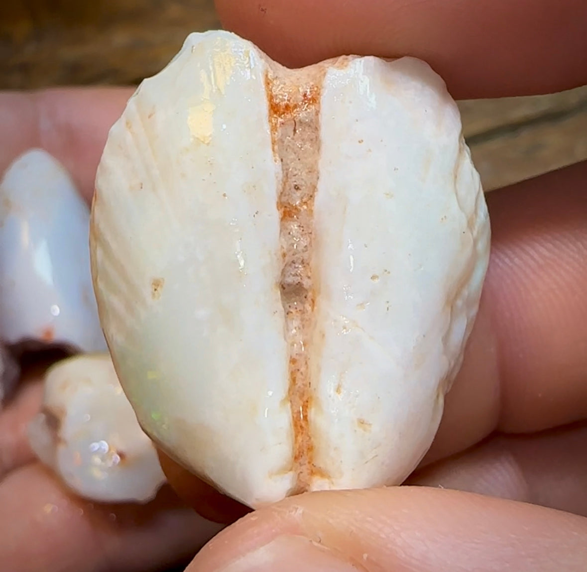 153cts - 5x Opalised Shell Geological Specimens from South Australia - Opal Whisperers