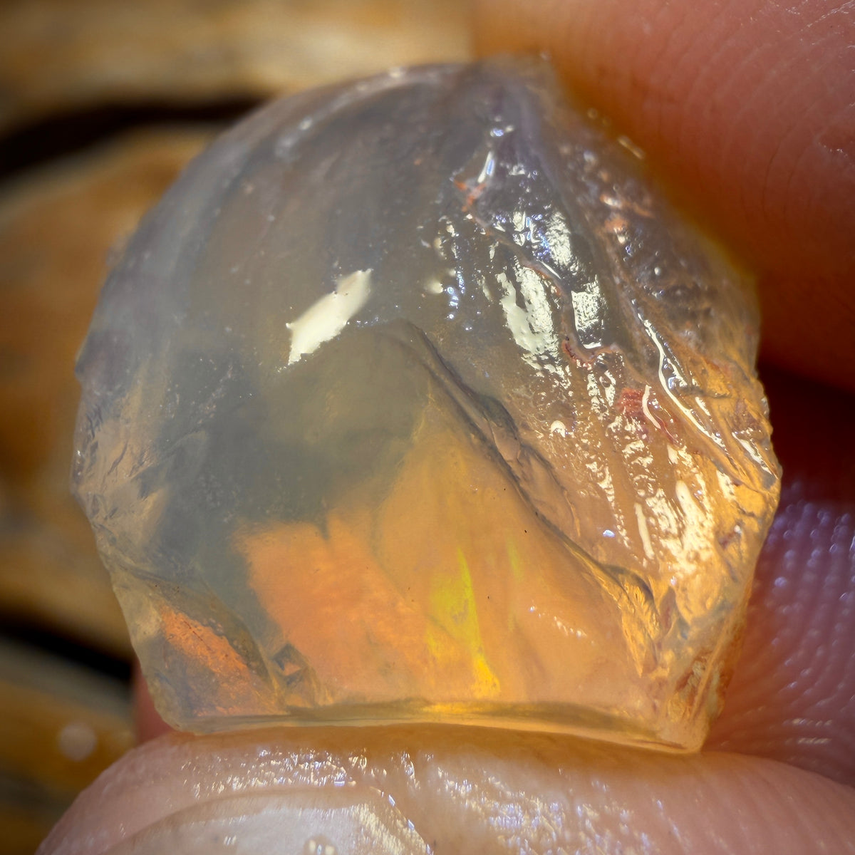 🔨 AUCTION 🔨 18.8cts - Opalised Shell Geological Specimen from South Australia. Pure Water Crystal