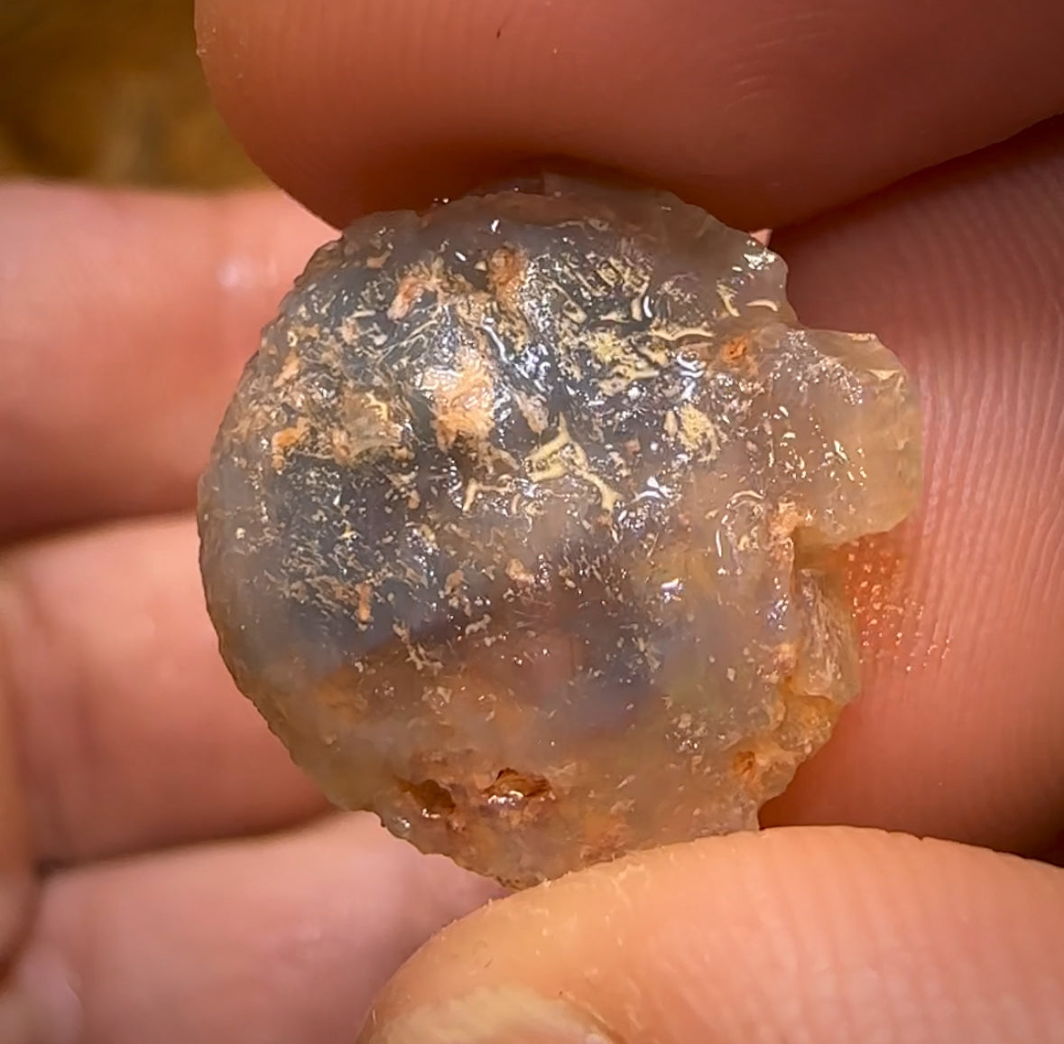 44.1cts - 3x Opalised Shell Geological Specimens from Lightning Ridge