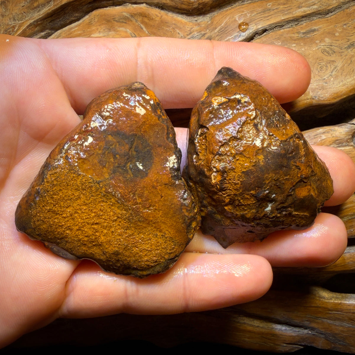 Roadshow Wildcard! 422cts - RARE Yowah Nut Kernel Opal Rough Specimen Pair