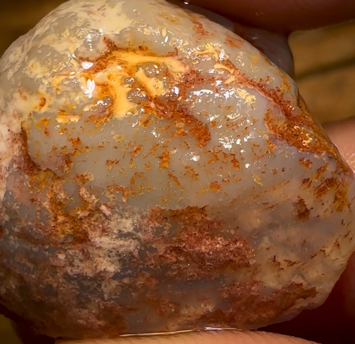 Auction Fall-Through = Your Gain! 🔥 Now More Than 50% Off RRP 🚨 49.1cts - Opalised Shell Rare Geological Specimen from South Australia