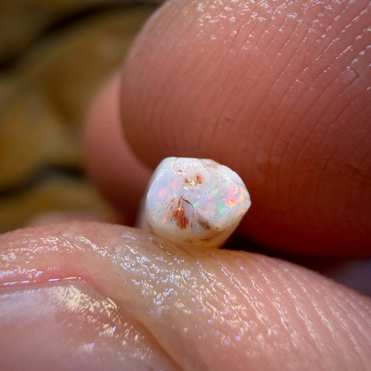 Wild card! 4.6cts - Opalised Belemnite Geological Specimen from South Australia