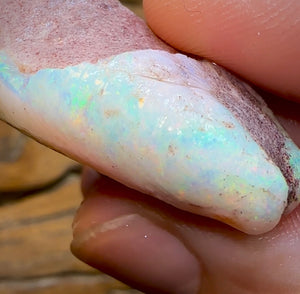 87.7cts - Opalised Shell Rare Geological Specimen from South Australia