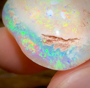 27.1cts - Opalised Fossil Shell Specimen from South Australia