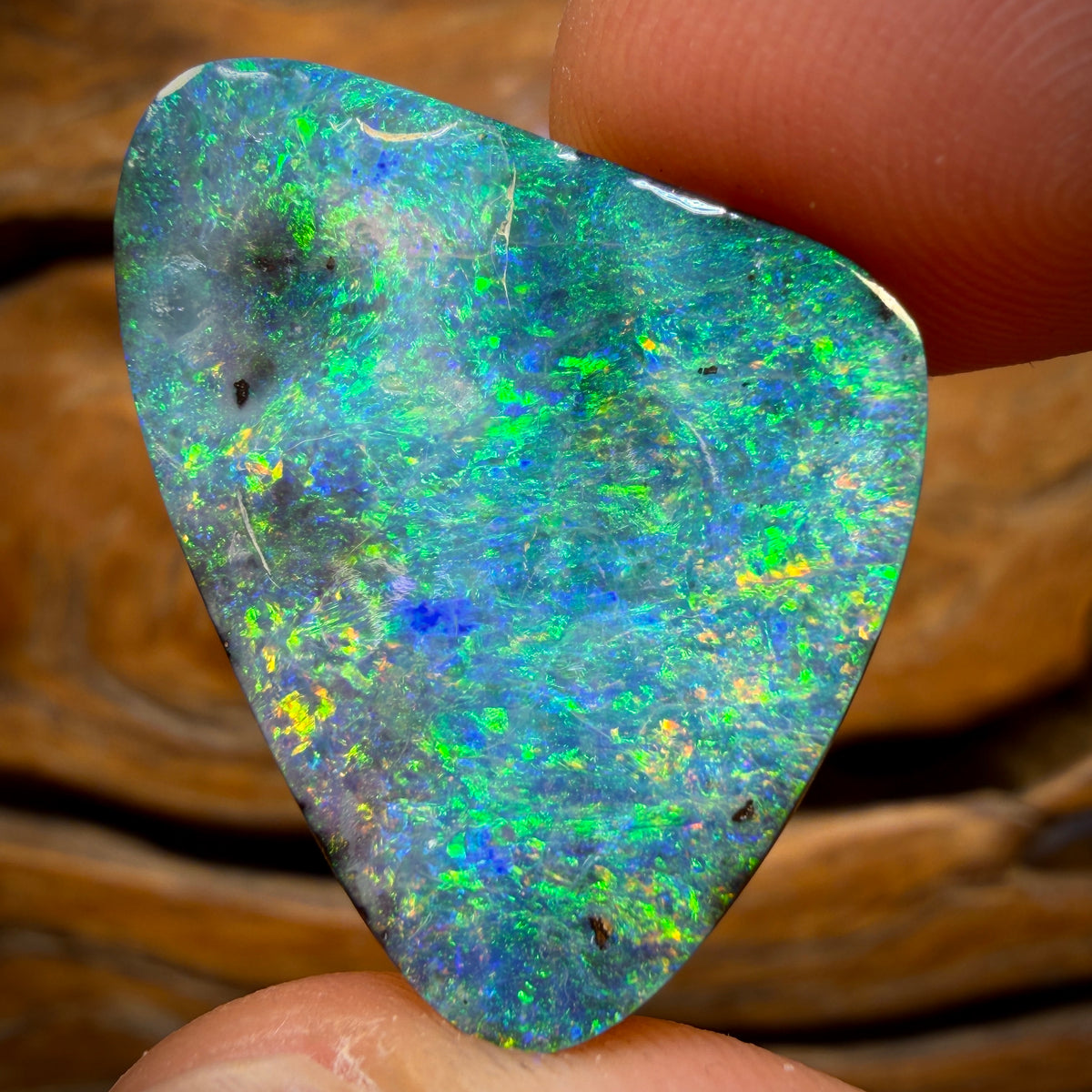 31.1cts - Gem Queensland Boulder Seam Opal