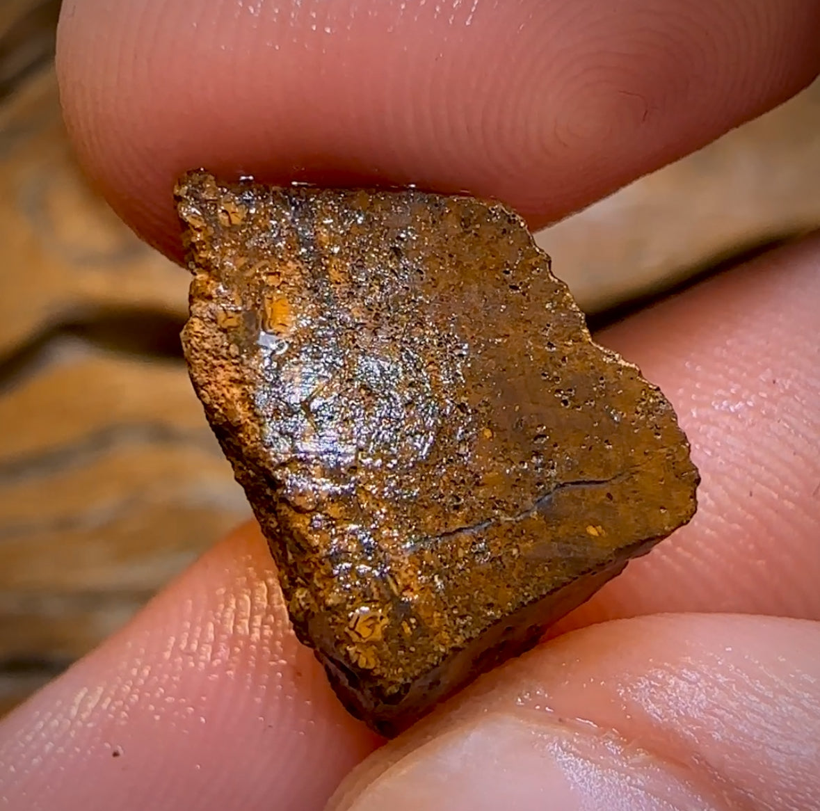 11.8cts - Queensland Boulder Seam Opal Rough Piece