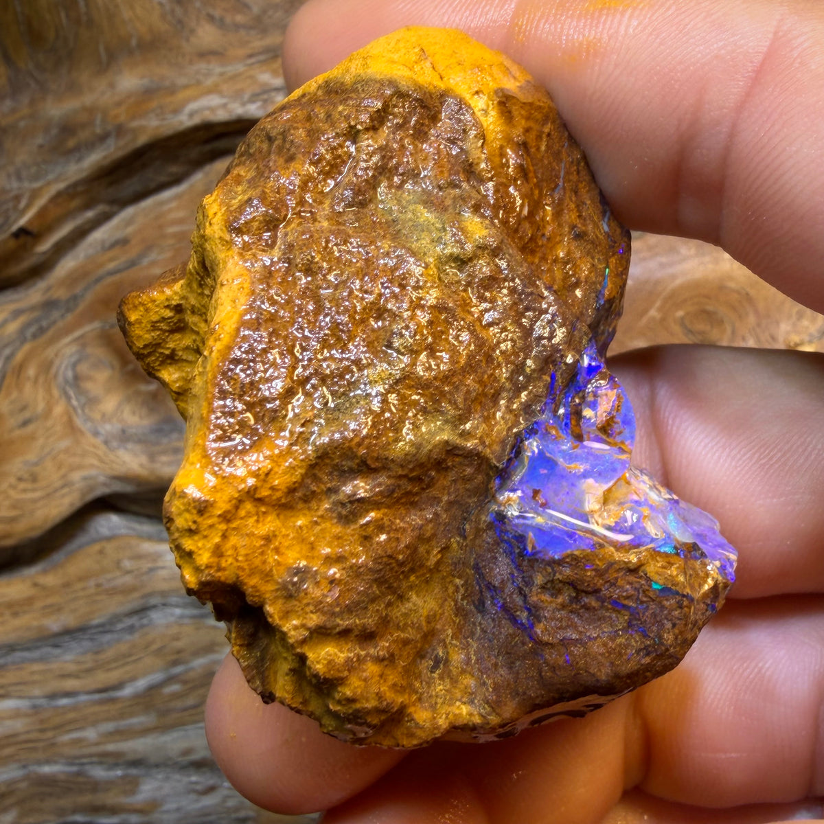 HDW 395.7cts - Opalised Fossil Replacement Boulder Opal Rough Piece
