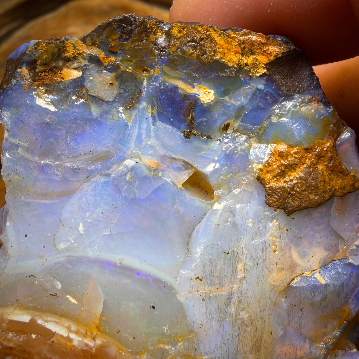 554 cts - Ébauche d'opale brute de Boulder Seam du Queensland