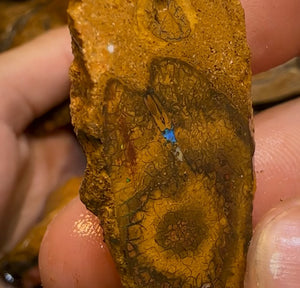 169g - Queensland Boulder Opal Rough Slices - Opal Whisperers