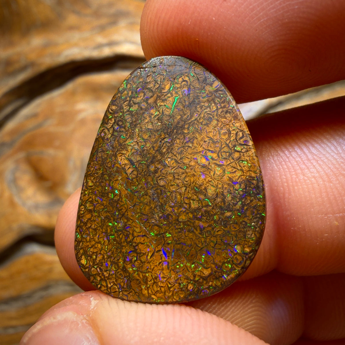 22.1cts - Tan Tribal Queensland Boulder Opal from Yowah. Electric Colour