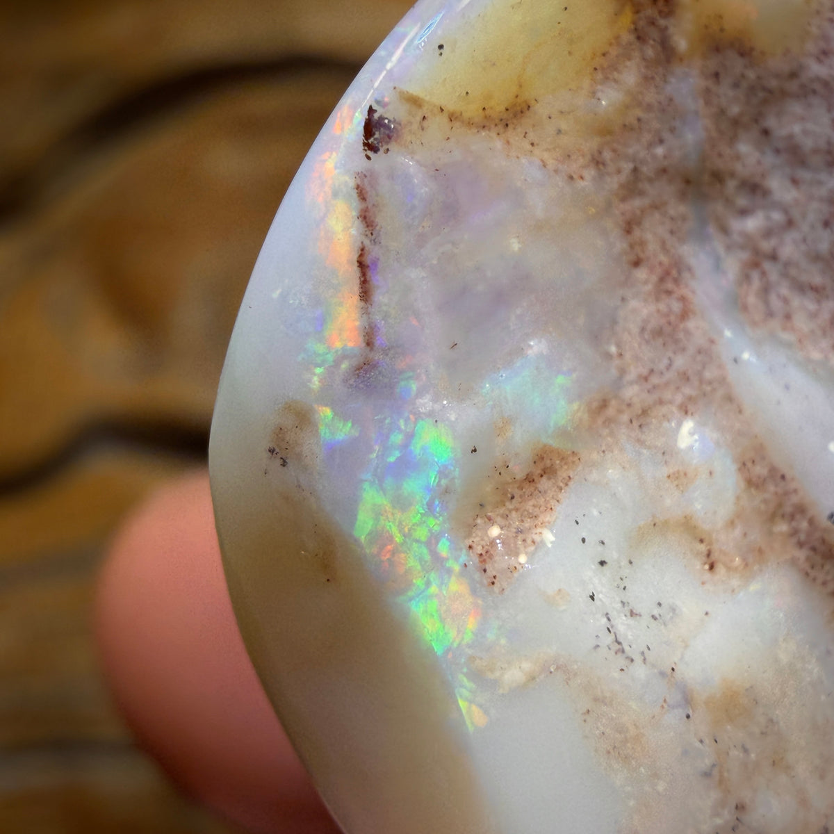38.5cts - Opalised Shell Geological Specimen from South Australia