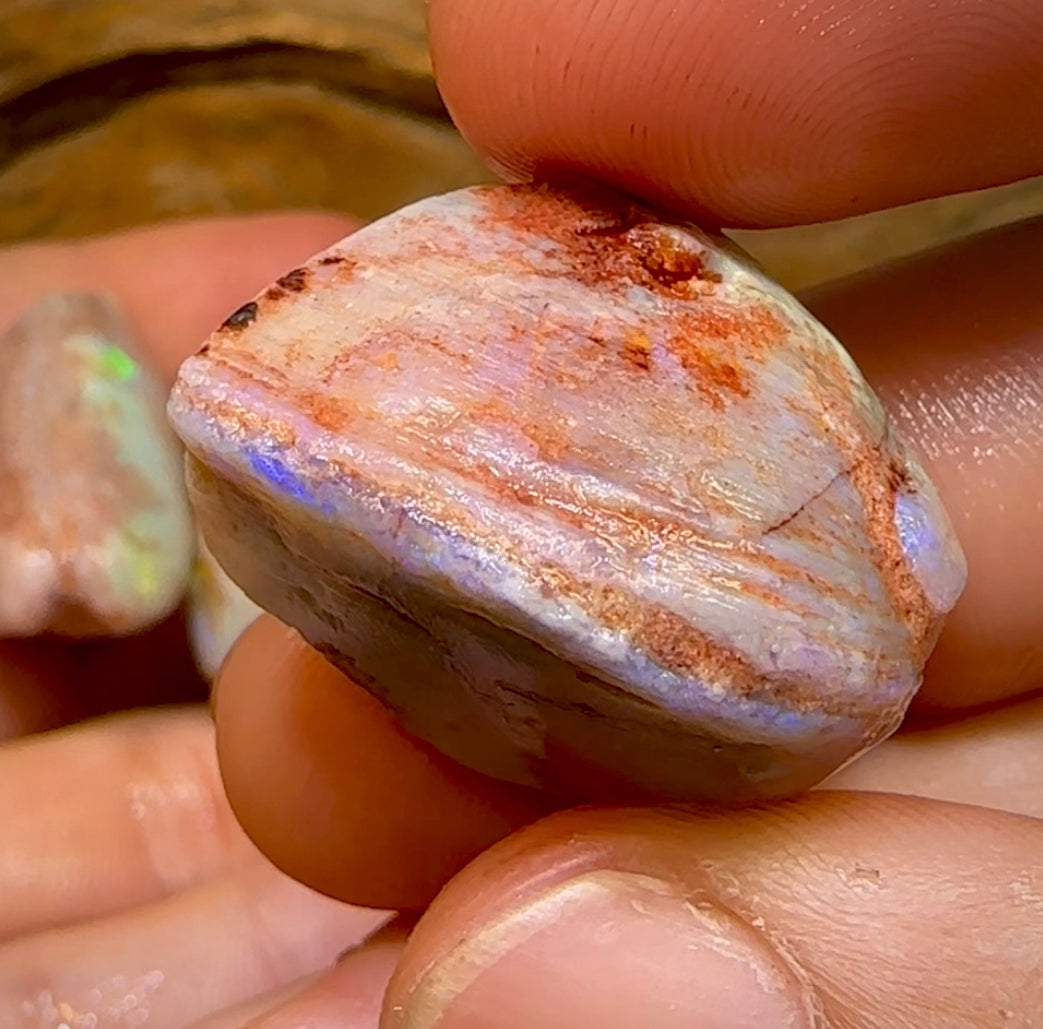 151.9cts - 3x Opalised Fossil Shell Specimens from South Australia