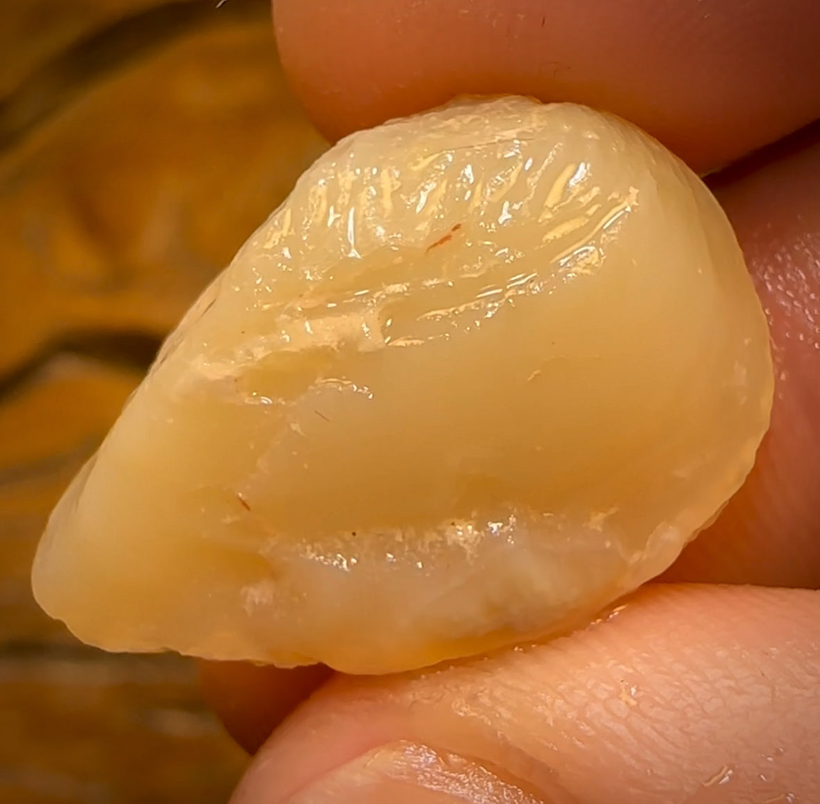 20.9cts - Opalised Shell Rare Geological Specimen from Lightning Ridge