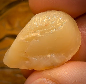 20.9cts - Opalised Shell Rare Geological Specimen from Lightning Ridge