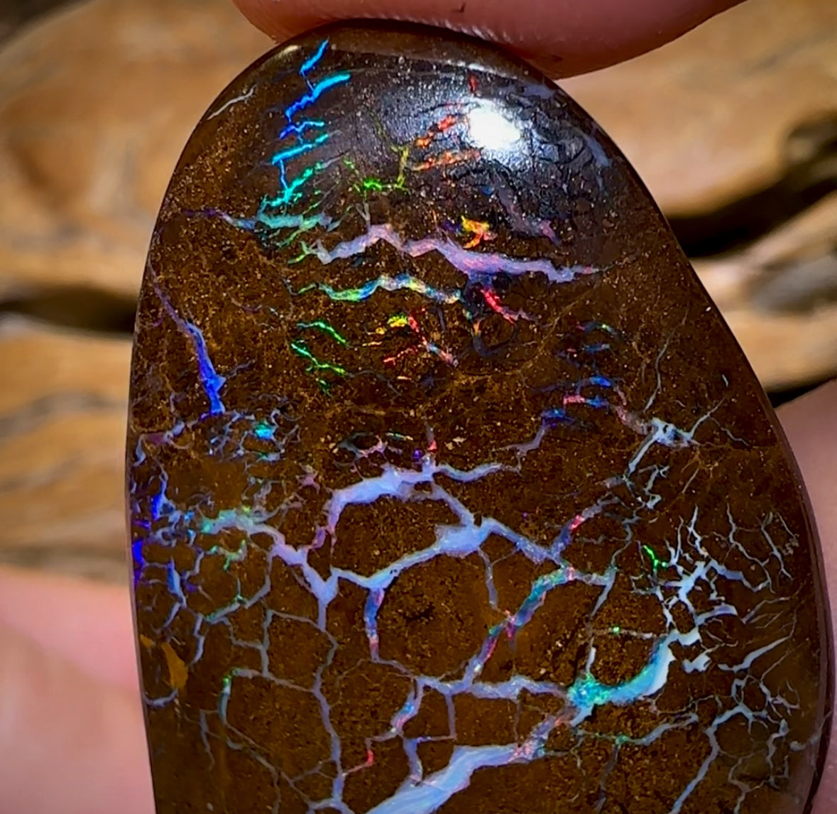 106.6cts - Magnificent Bubble Band Opal Pair With Red Muti Colours