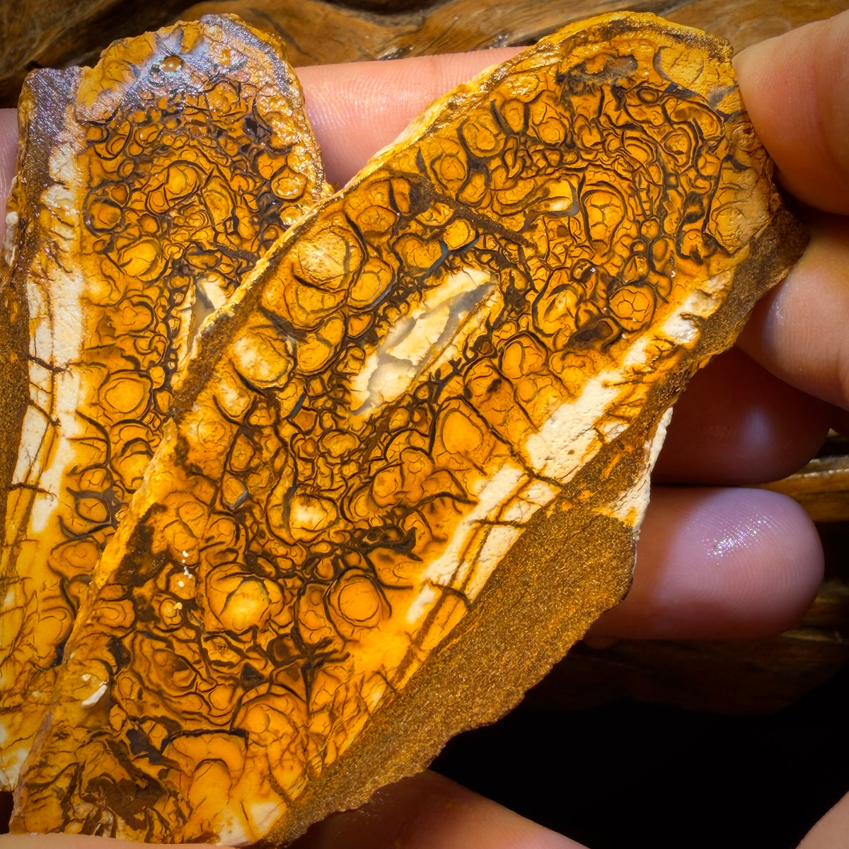 565cts - Large Tribal Yowah Nut Opal Rough Pair. Australian Opal