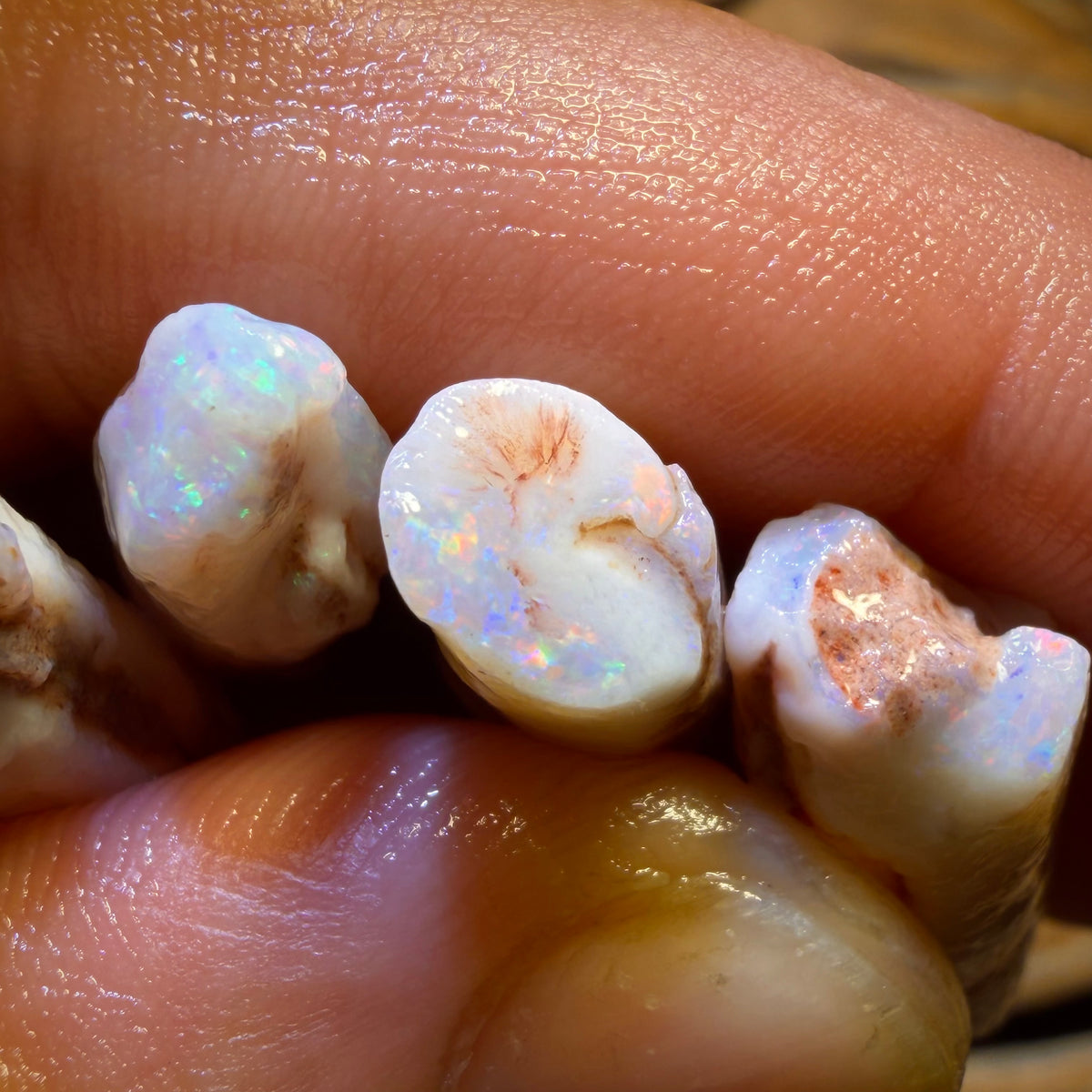 South Australian Fossil Belemnite Rough Opal Specimens. BULK LISTING BARGAIN