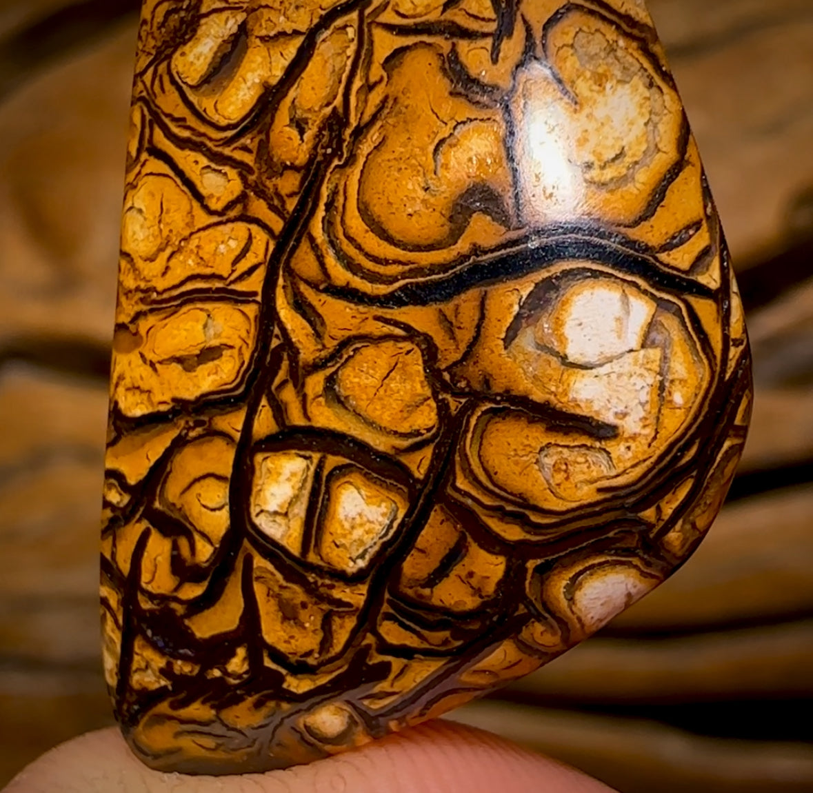 🔨 AUCTION 🔨 20.3cts - Yowah Nut Top Tribal Pattern Opal