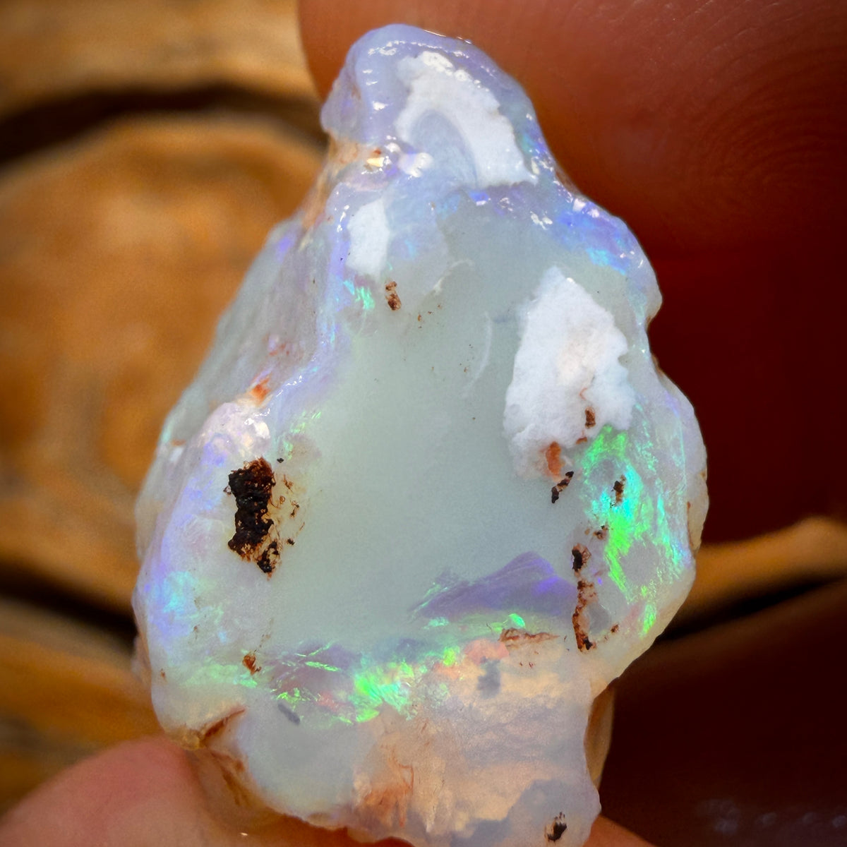39.8cts - Opalised Shell Geological Specimen from South Australia